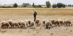 الجفاف يحرم المغاربة من أضحية العيد
