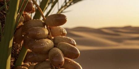 الصناعة والثروة المعدنية تعلن تأسيس جمعية مصنعي التمور غير الربحية