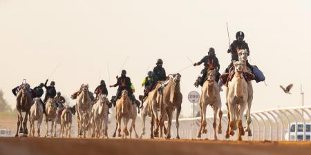 أخضر الهجن يشارك في البطولة الآسيوية