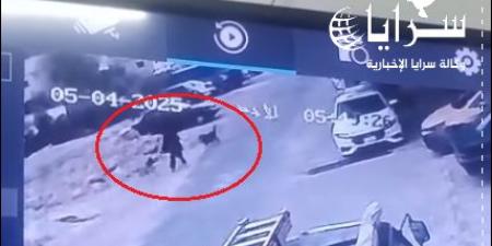 فيديو صادم  ..  كلاب ضالة تهاجم سيدة في أحد شوارع عمّان