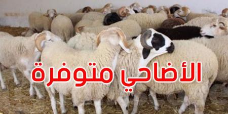 رئيس اتحاد الفلاحة: أضاحي العيد متوفرة وهكذا ستكون أسعارها..