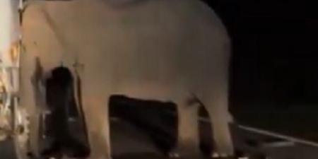 فيل صغير يلقى مصرعه تحت عجلات شاحنة.. وأمه تنتقم | فيديو
