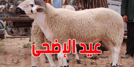 قريبا: تحديد سعر أضاحي العيد ''بالميزان''