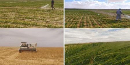 مشروع مزرعة المغرة الذكية بالصحراء يحقق الأمن الغذائي وفقًا لرؤية مصر 2030