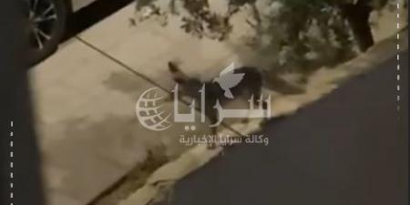بالفيديو  ..  "الحصيني" يغادر الغابات يجوب شوارع الزرقاء ! ..  ظهوره يثير الذعر والاستغراب