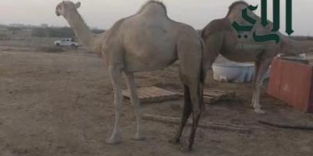 " الخويطر والدحيليب والشمراني" يهدون السعودية ذهب دورة الألعاب العالمية للأساتذة في تايبيه