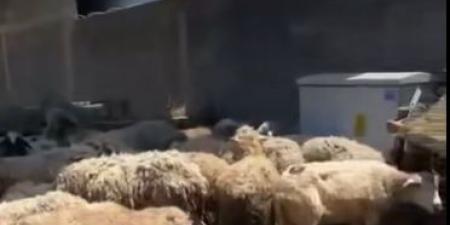 بالفيديو ..  أردني يعرض بيع الاضحية في جورجيا بـ 100 دولار