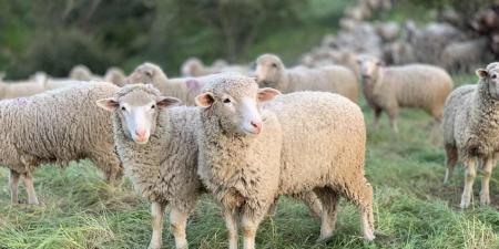 ما حكم ذبح الأضاحي خارج بلد المضحي؟ ..  الإفتاء الأردنية تُجيب