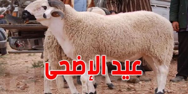 عاجل: انطلاق بيع لحم ''العلوش'' الروماني في تونس بداية من هذا التاريخ وفي هذه المناطق