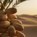 الصناعة والثروة المعدنية تعلن تأسيس جمعية مصنعي التمور غير الربحية