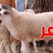 بهذه الولاية سعر ''علوش العيد'' يصل الى مليون و800