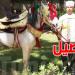 بالفيديو: الرئيس الجزائري يُهدي سلطان عُمان حصانا بربريا أصيلا
