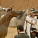 171 خيلاً تشارك في كأس الإمارات العالمي لجمال الخيل العربية بالمغرب