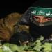 القسام توقع ب19 جنديا صهيونيا في عملية "ابواب الجحيم"