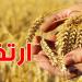 إنتاج الحبوب يرتفع بأكثر من 58% بفضل الظروف المناخية الملائمة
