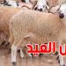 اتحاد الفلاحة : مليون و250 ألف خروف متوفّر... ولا داعي للهفة