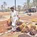سيوة واحة الغروب ومنار تلتنمية والاستثمار المستدام