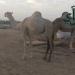 " الخويطر والدحيليب والشمراني" يهدون السعودية ذهب دورة الألعاب العالمية للأساتذة في تايبيه