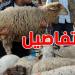 نقاط بيع أضاحي العيد في القيروان: أين تجد خروفك بأسعار معقولة؟