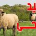 عيد الأضحى يقترب... ستة أيام فقط تفصلنا عن فرحة عظيمة!