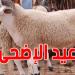 عاجل: انطلاق بيع لحم ''العلوش'' الروماني في تونس بداية من هذا التاريخ وفي هذه المناطق