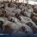 لتخفيف العبء على المواطنين.. وصول أولى دفعات الأضاحي المدعومة من حكومة حماد إلى بلدية الأبيار
