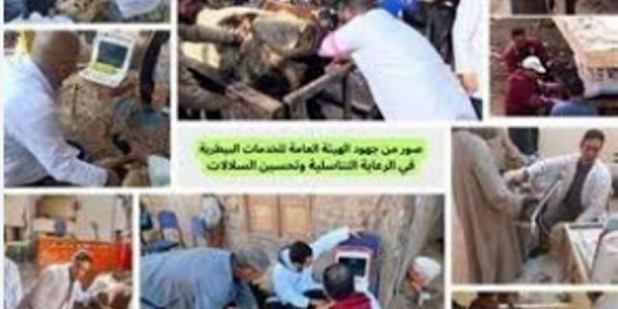 جهود مكثفة للهيئة العامة للخدمات البيطرية لتحسين السلالات