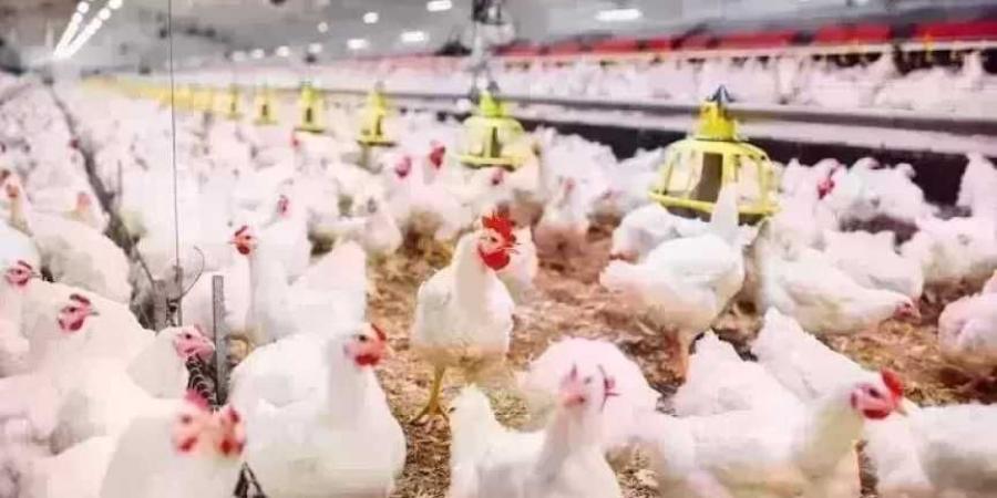 أسعار الدواجن اليوم الأربعاء.. الفراخ وصلت لكام