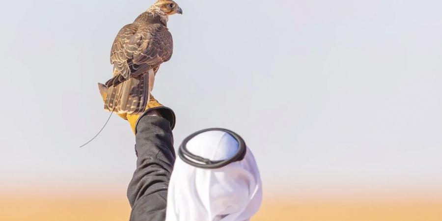 «عام الحرف».. يحلّق بالصقّارين