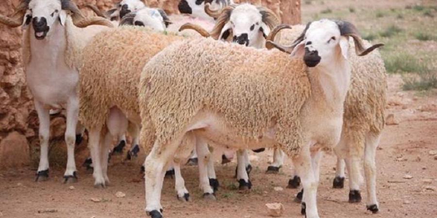 توفّر أضاحي العيد