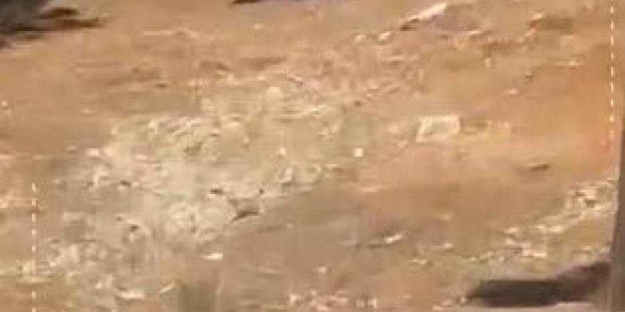 بالفيديو ..  اعتداء على الأشجار في منتزه عمان القومي