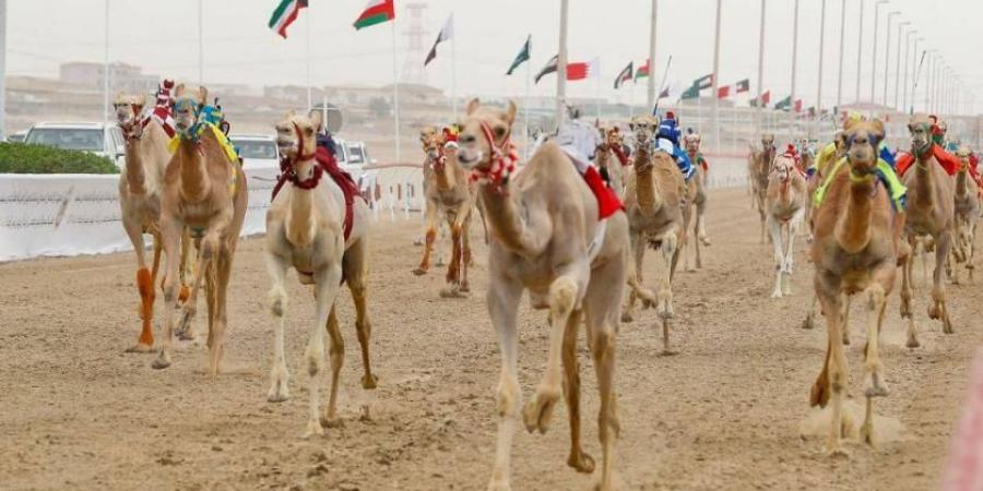 المهرجان الختامي لسباقات الهجن العربية الأصيلة ينطلق الأربعاء
