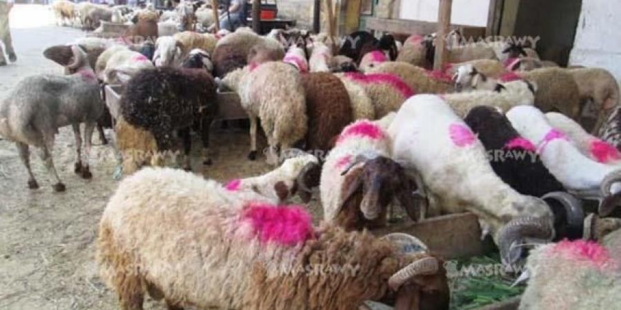 الحكومة: إقامة الشوادر وتوفير الخراف الحية واللحوم الطازجة بدءًا من 20 مايو