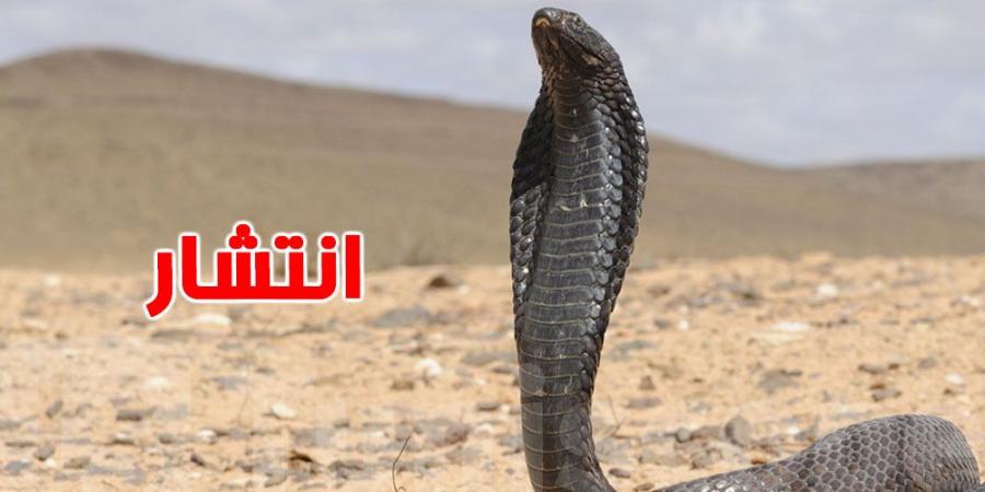 قفصة: أفاعي سامة تهدد التونسيين في الصيف