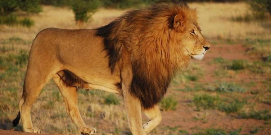 أسد يفتك بمربيه في حديقة منزله بالعراق