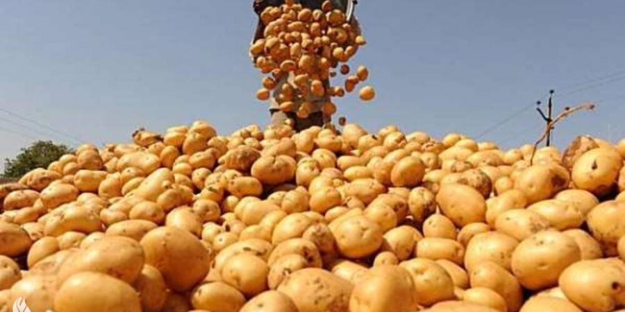 افتتاح مصنع لتجهيز البطاطا في الموقر الصناعية