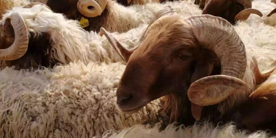 توقعات بارتفاع أسعار الأغنام البلدية والرومانية قبيل العيد