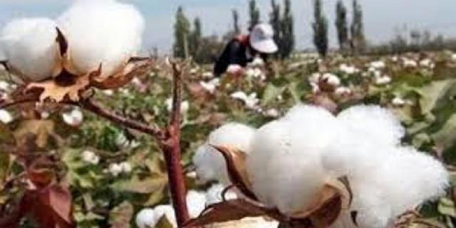 الاحصاء: 107.5 الف قنطار متري كـميـة الاقطان المستهلكة عام 2024
