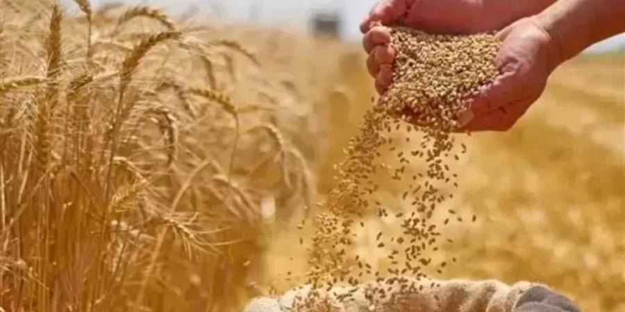 الحكومة: جهود متواصلة لتأمين المخزون الاستراتيجي للقمح وتيسير إجراءات توريده