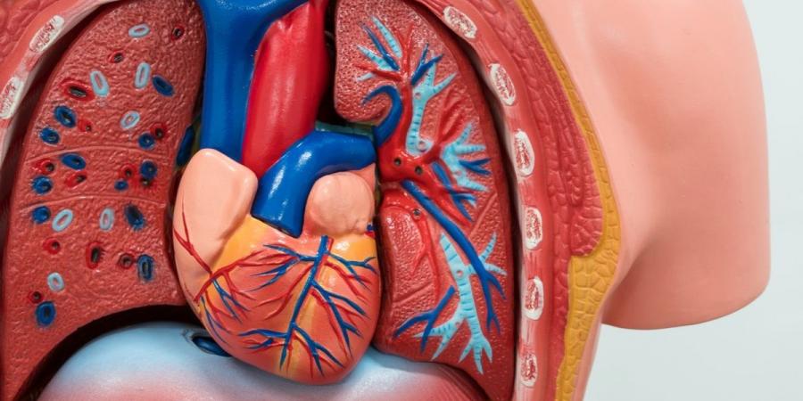 علامات مبكرة تدل على ضعف القلب