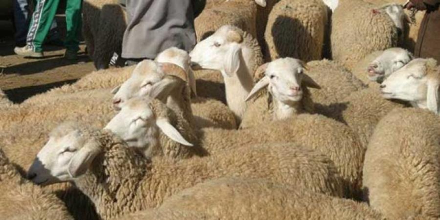 سعر الأضاحي يصل 1400 دينار بهذه الولاية.. #خبر_عاجل
