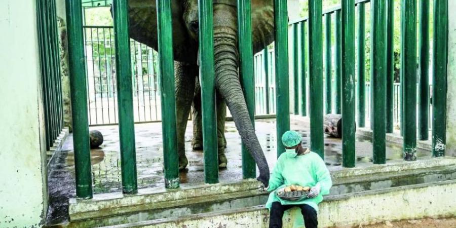 أقراص في تفاح وموز وحلويات لإنقاذ فيلين من السل