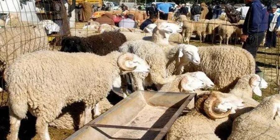 وزارة التجارة تدعو الفلاحين الى تزويد فضاءات البيع المنظمة بالأضاحي والانخراط في عمليات البيع بالميزان