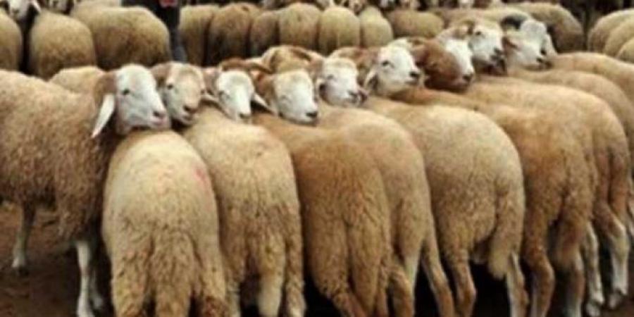 عاجل/ وزارة التجارة تدعو الفلاحين إلى تزويد فضاءات البيع المنظمة بالأضاحي