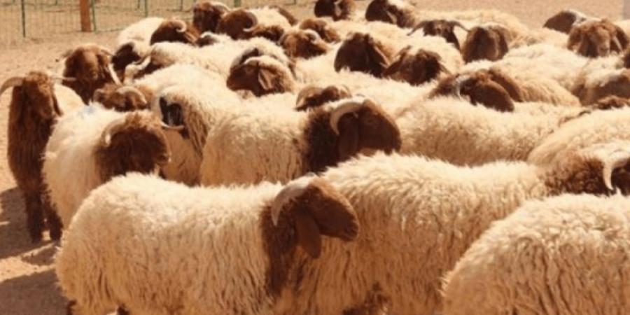 نابل تستعدّ لعيد الأضحى .. استنفار ولجنة للنظافة والعناية بالبيئة