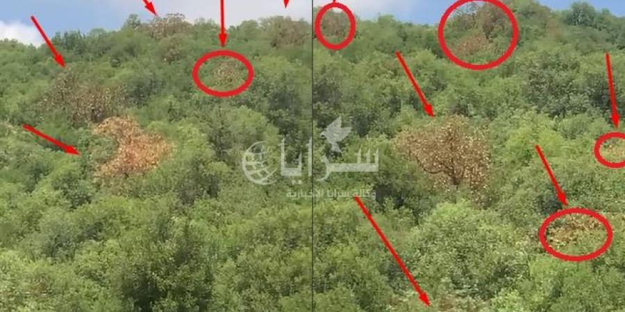 بالفيديو  ..  حالات جفاف لأشجار القيقب في عجلون والزراعة تتحرك لمعرفة السبب