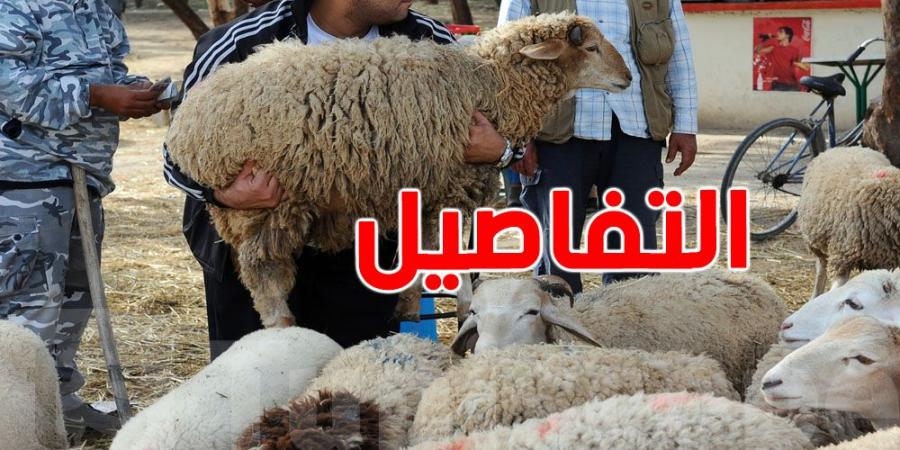 نقاط بيع أضاحي العيد في القيروان: أين تجد خروفك بأسعار معقولة؟