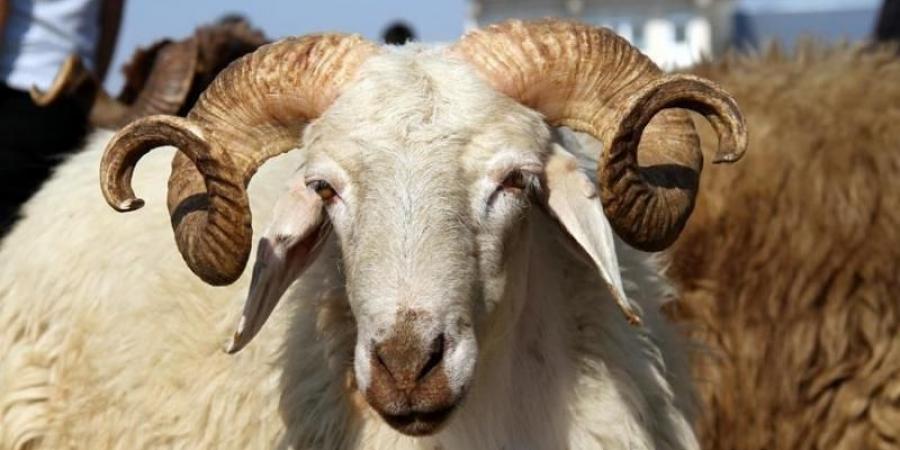 دولة عربية تتخذ إجراءات صارمة لمنع بيع أغنام عيد الأضحى
