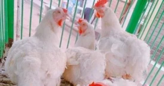دواجن استقرت أسعارها في الأقصر