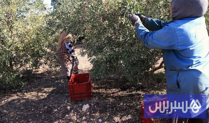 خسائر الزيتون محدودة والأسعار مرشحة للاستقرار